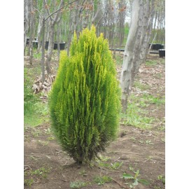 Туя яйцевидная